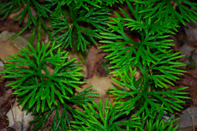 Talladoah Falls Campout 2008  - 026
